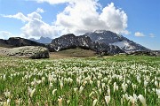 36 Distese di crocus con vista verso Corno Branchino, Corna Piana, Arera